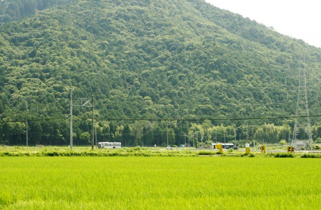 甲賀の田んぼ