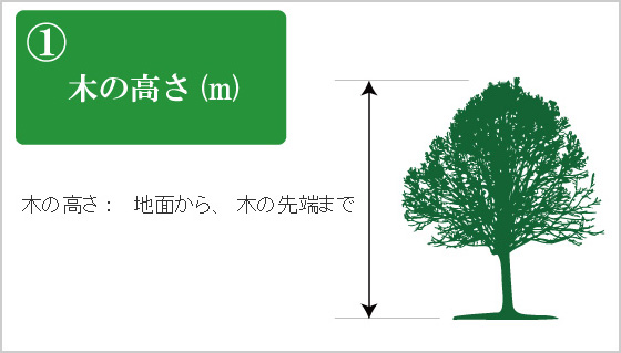 １．木の高さ